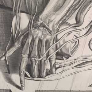 Engraving of dissected hand: The Syndics of Cambridge University Library